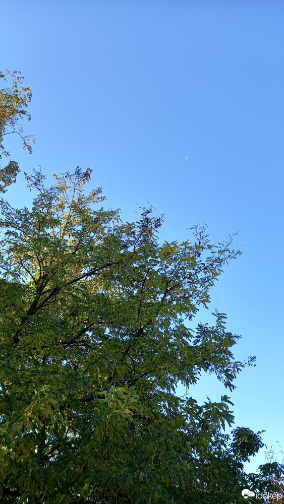 Makó
