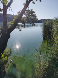Orci