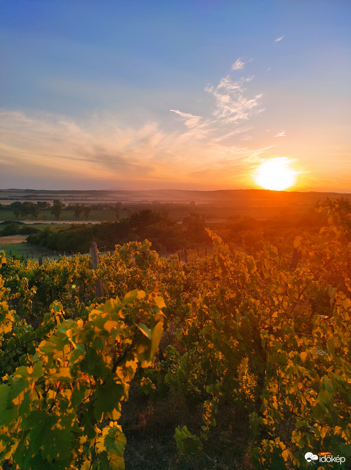 Naplemente szőlők között 