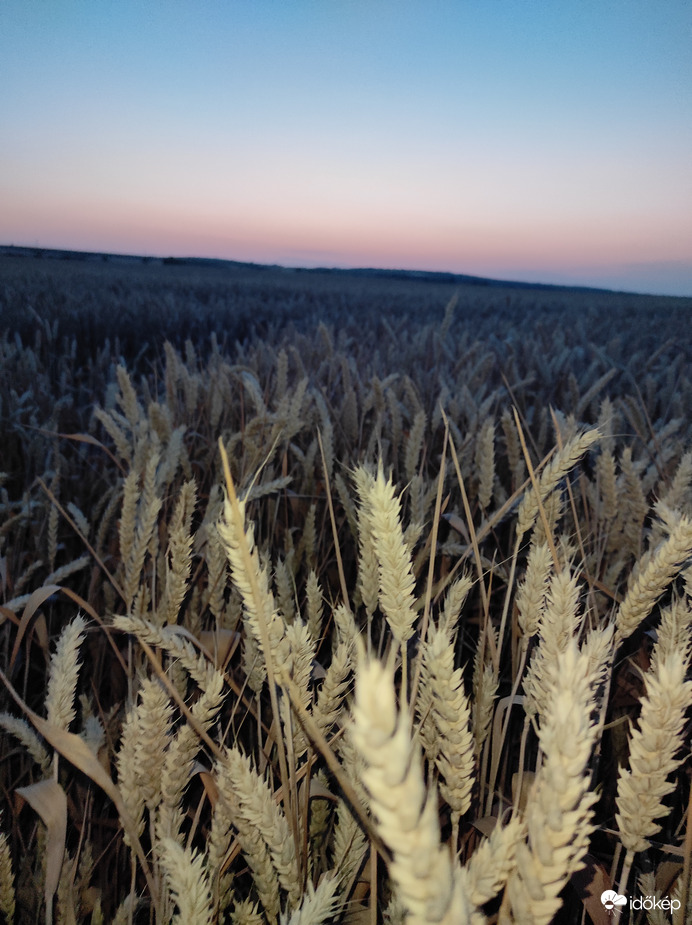 Búza mező naplemente után