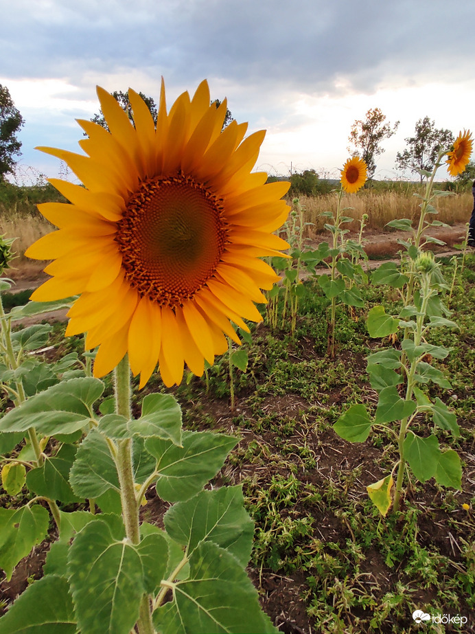 Napraforgó 