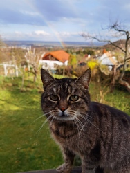 felsoori fotója