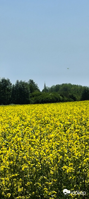 Kutas