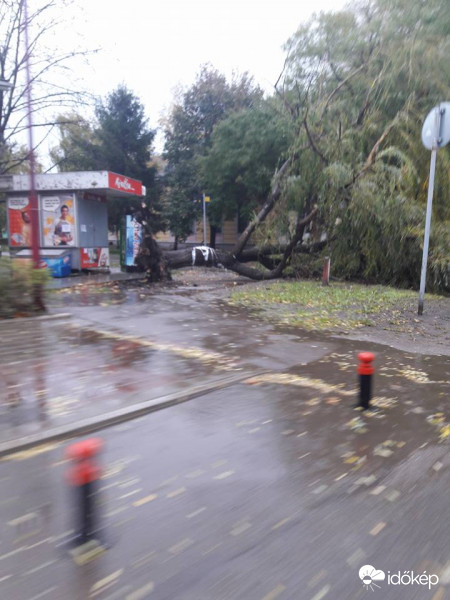 egy nagyobb kidőlt fa..