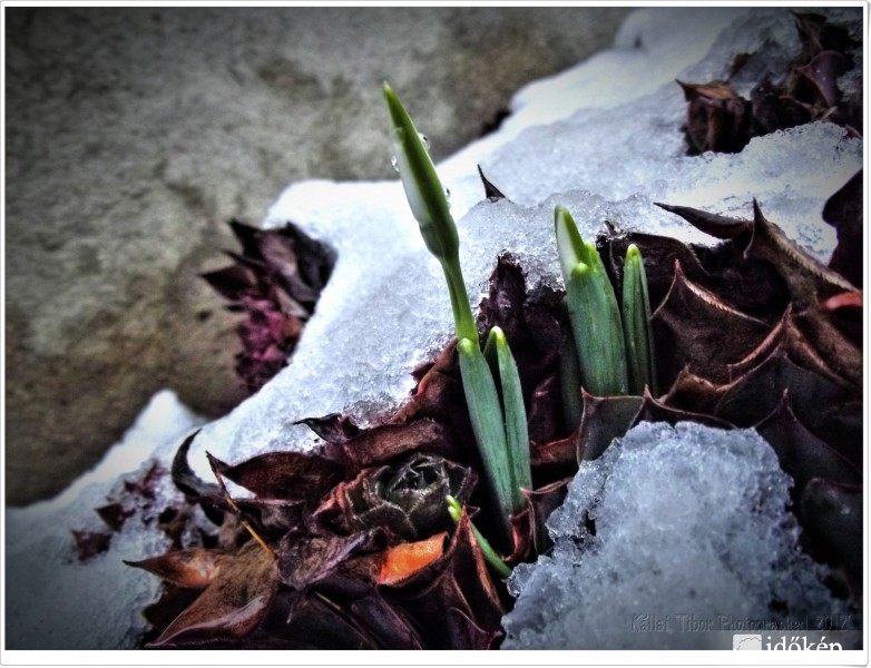 A tavasz hírnöke.....