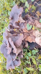 Szép napot.Találtam gomba.csegöld