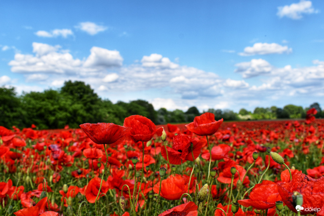 Észlelési fényképek