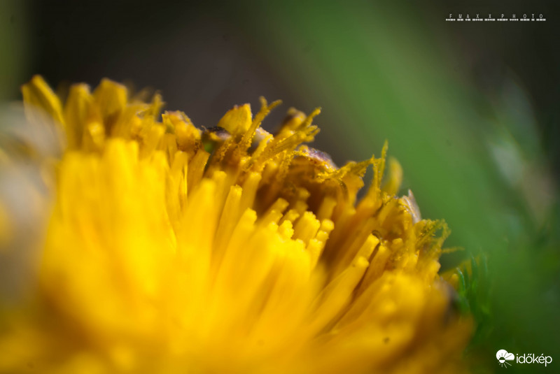 Taraxacum officinale