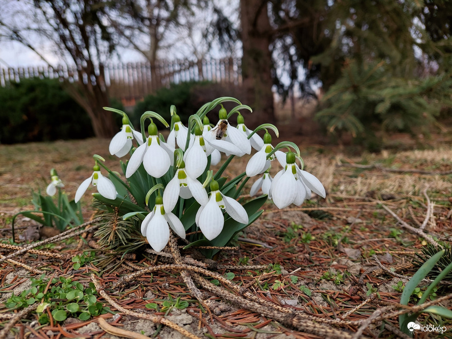 Észlelési fényképek