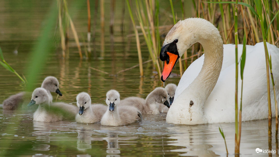 Kedves kis hattyúcsalád HN :)