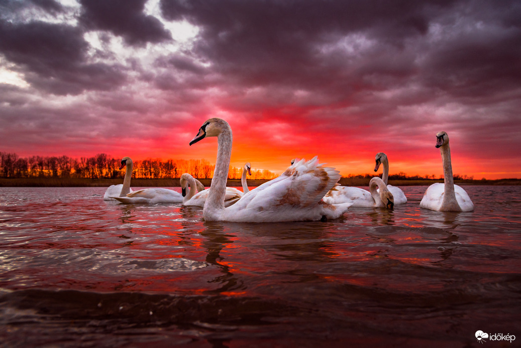 Hattyúk viharos és naplementés tava 