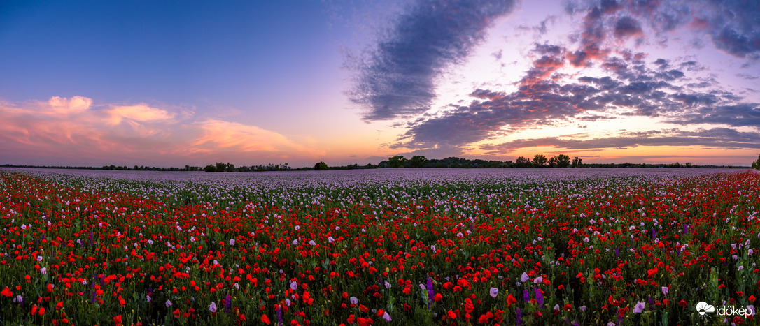 Gyönyörű tengernyi virágmező