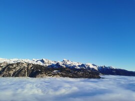 Bohinj - Vogel