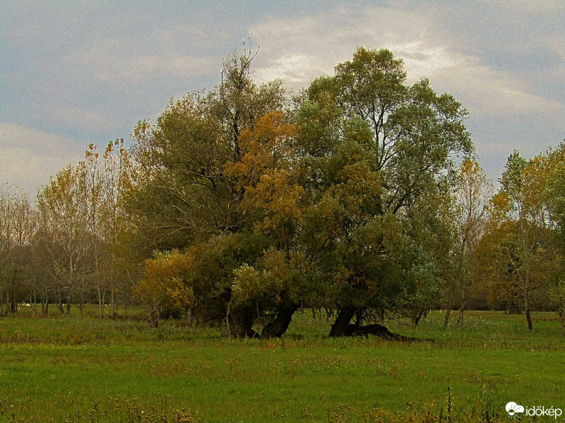 Csallóközaranyos