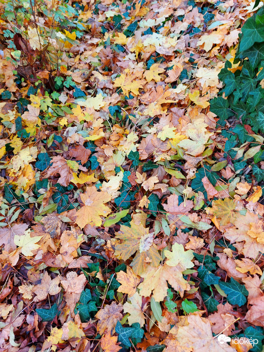 Sárga-zöld szőnyeg