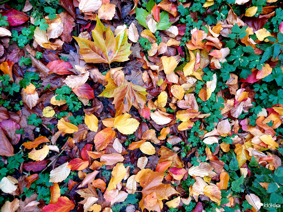 Fénylő avaron lépkedve