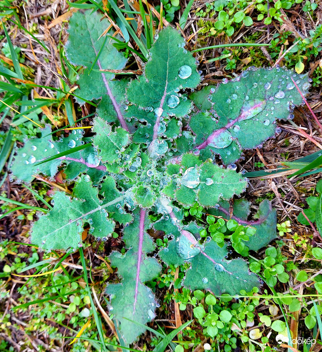 ...még zöldel ez is...