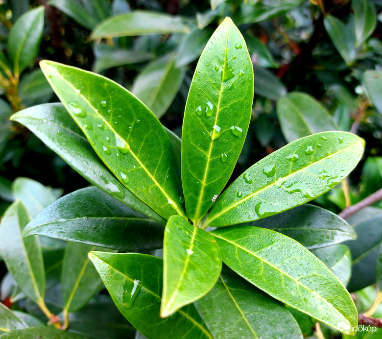 ...és még egy kis zöld...