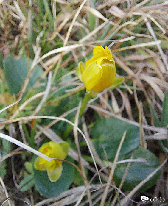 Mocsári gólyahír lenne?