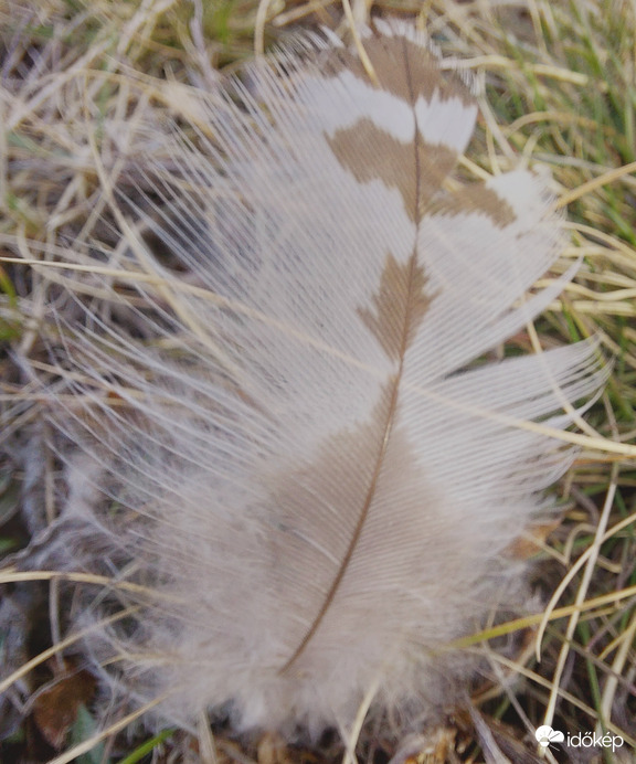 Valamilyen ragadozó madár hullatta el a lápon