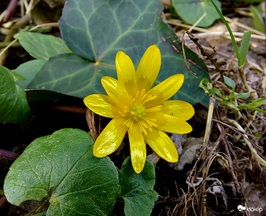 Szépséges salátaboglárka