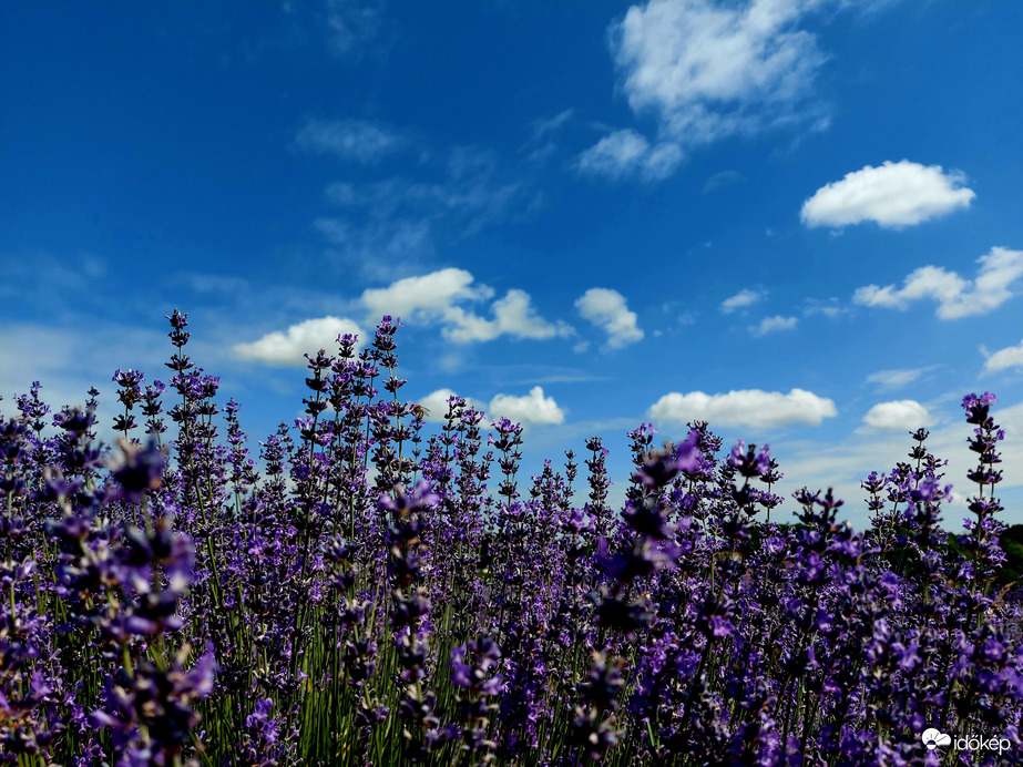 Levendula varázs