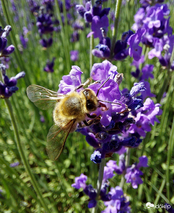 Méhek munkában