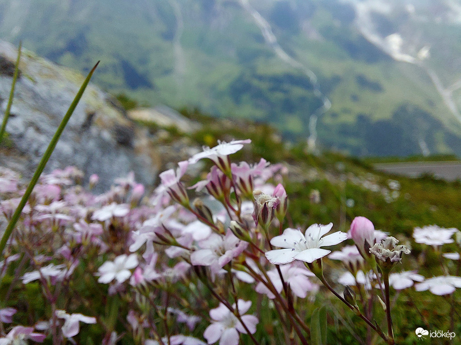 Alpesi virág