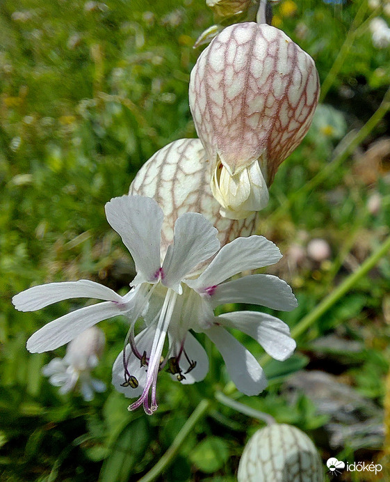 Hólyagos habszegfű