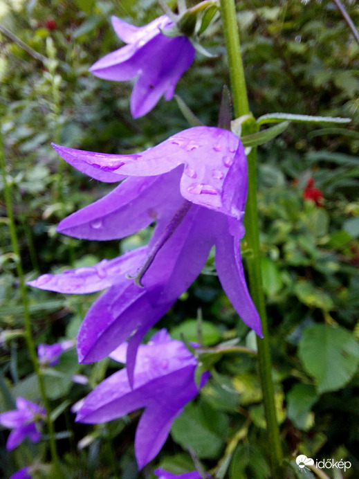 Kánya harangvirág