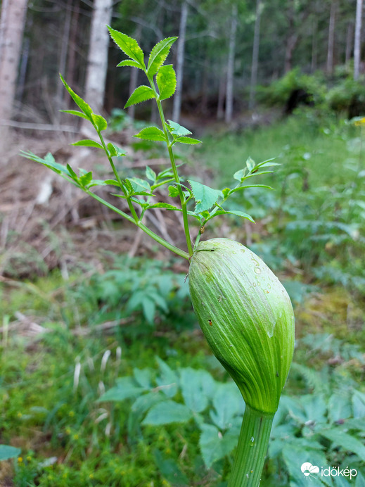 Erdei angyalgyökér