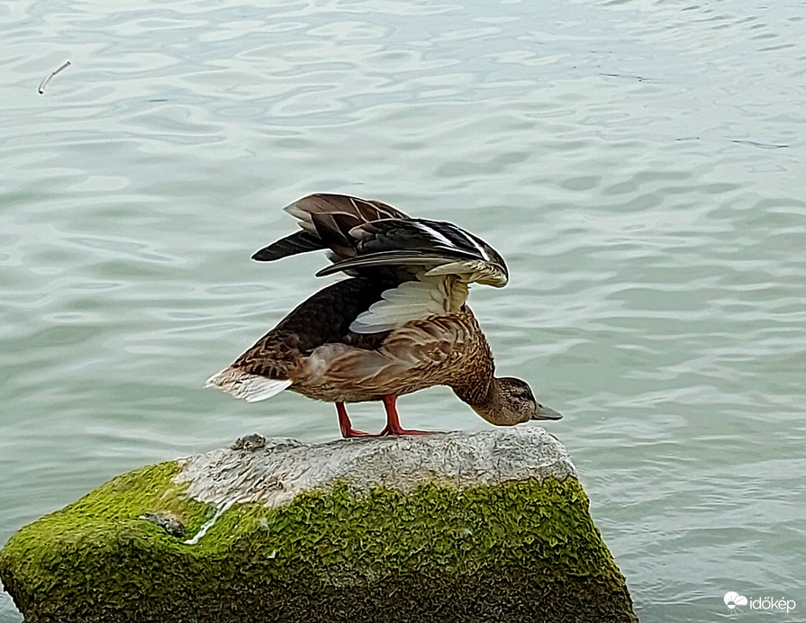 Nézd,én ilyet is tudok!