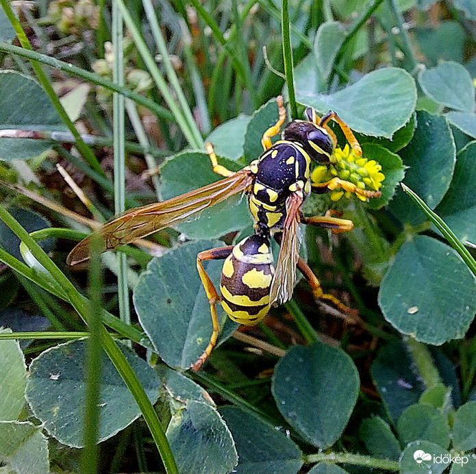 Sárgafoltos papírdarázs