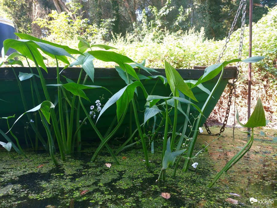 Közönséges nyílfű