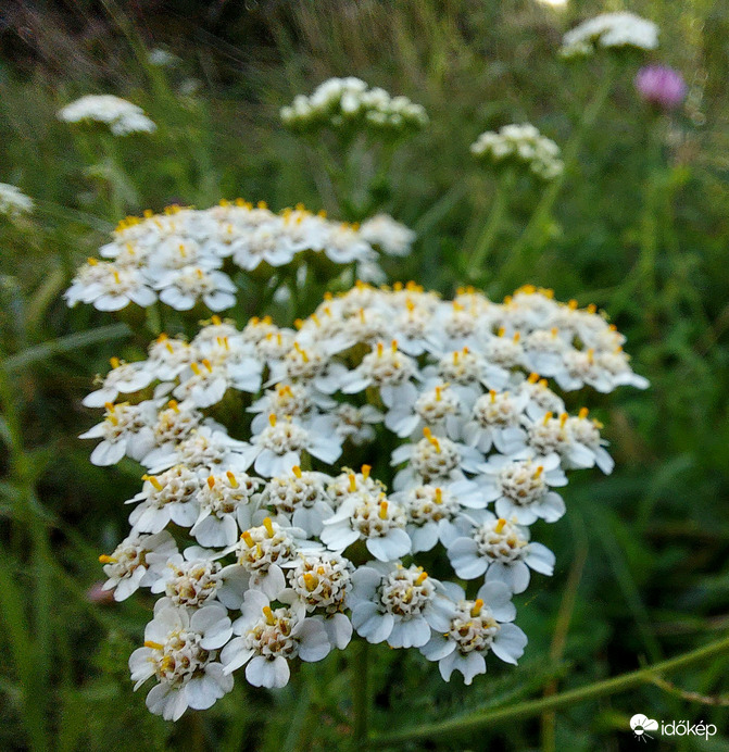 Közönséges cickafark