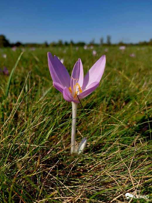 Az egyedül álló. :))