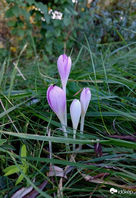 A megfontolt és bérlője