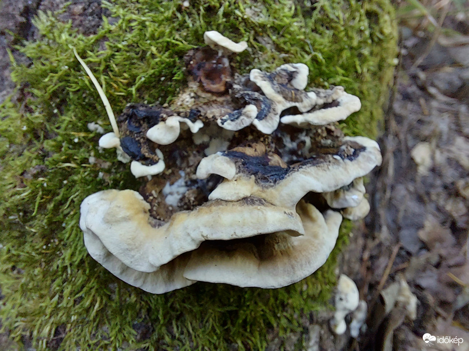 Valamelyik likacsosgomba