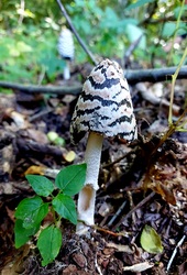 Harkály tintagomba