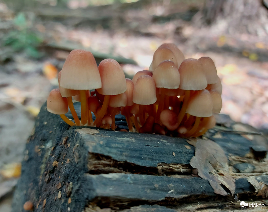 Sárgástönkű kígyógomba