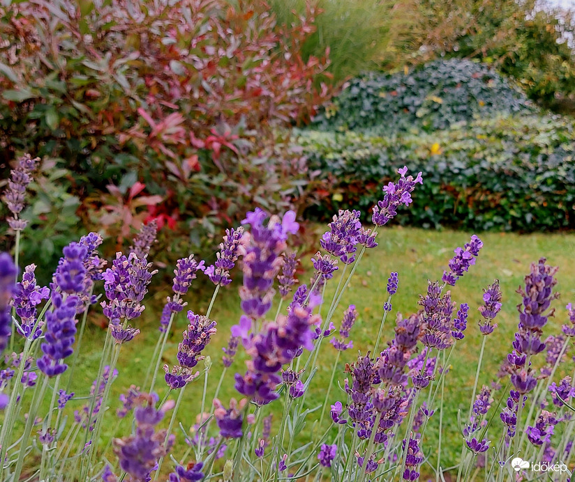 Levendula az ősz markában.