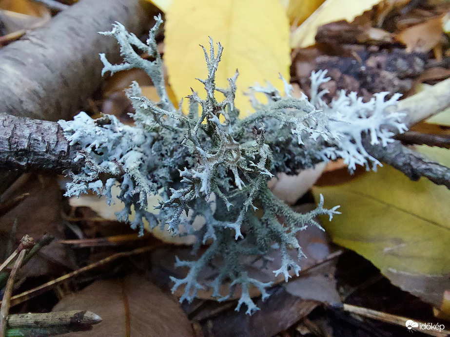 Pseudevernia furfuracea 