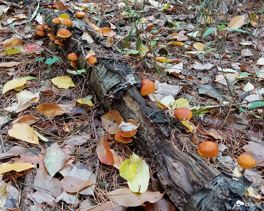 Foltoslemezű lánggomba
