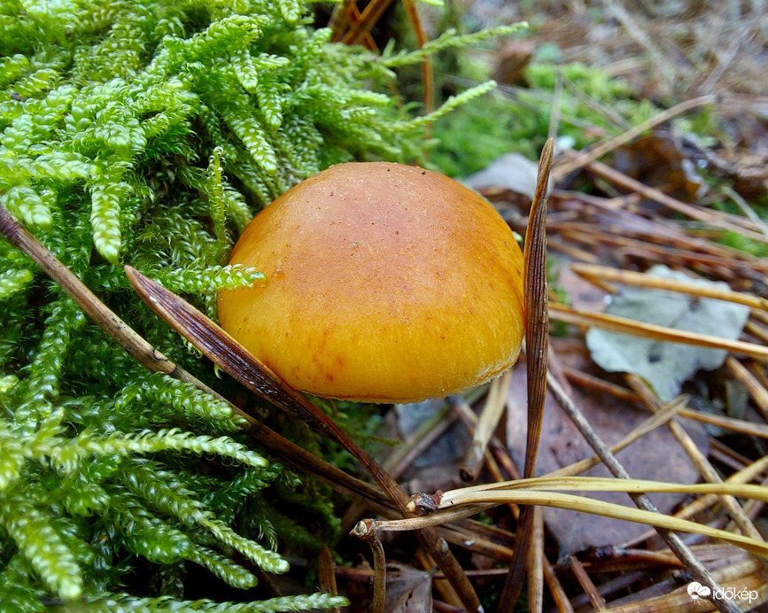 Foltoslemezű lánggomba