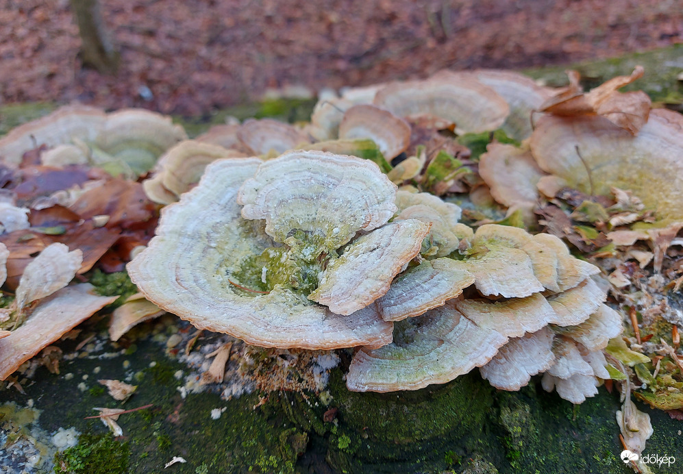 Lilaszegélyű egyrétűtapló