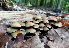 Sárga kénvirággombák.