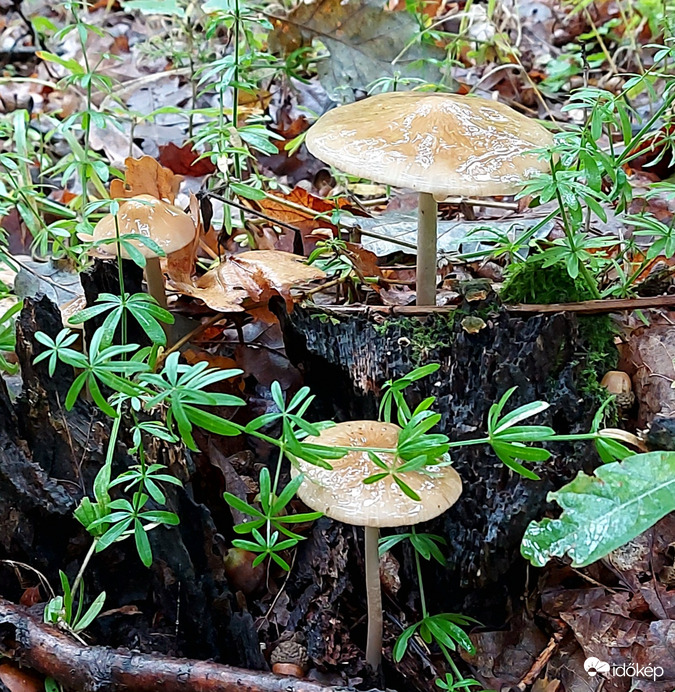 Nyálkás gyökeresfülőkék