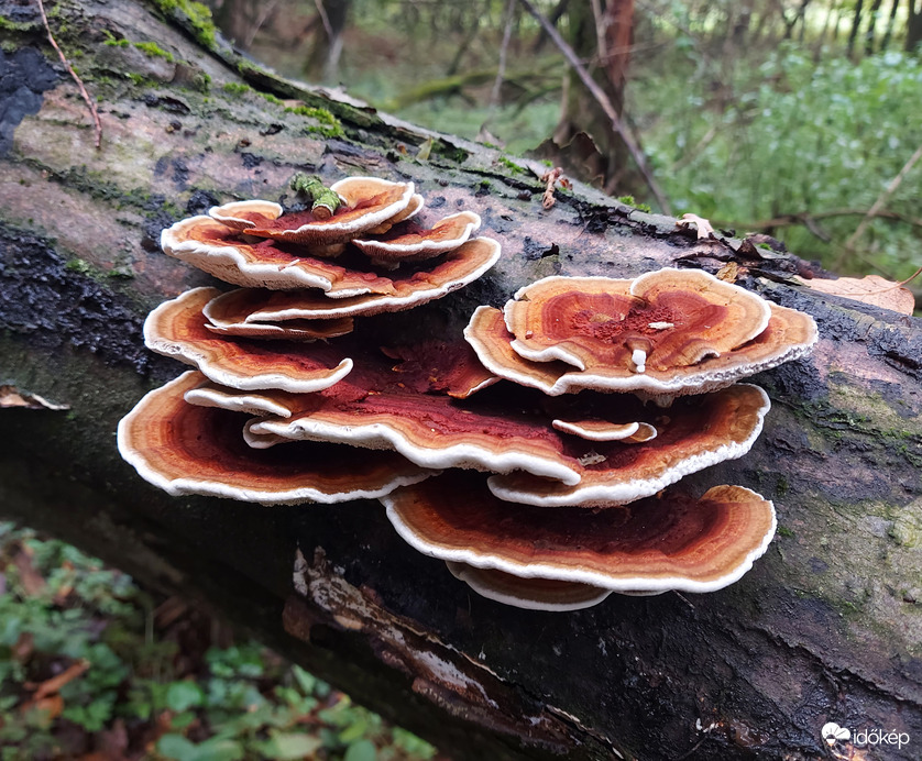 Rózsaszínes egyrétűtapló...