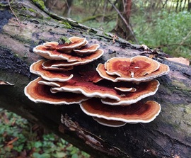 Rózsaszínes egyrétűtapló...