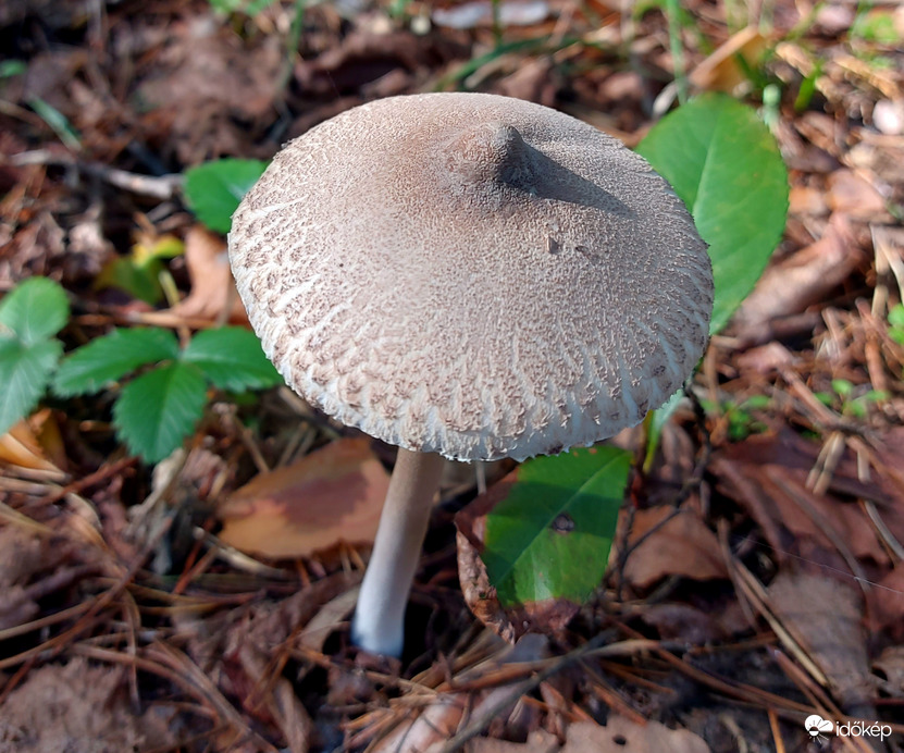 Karcsú őzlábgomba